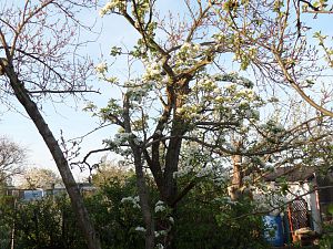 2018_04_20_Clapps Liebling