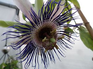 2018_04_20_Kaiserin Eugenie