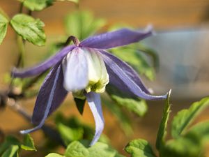 2018_04_21_clematis Alpina1