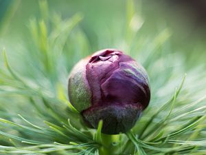 2018_04_21_kaukasuspfingstrose