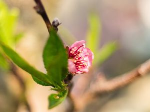 2018_04_21_pfirsichblueten