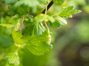 2018_04_21_stachelbeere1