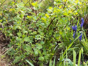 2018_04_21_stachelbeere2