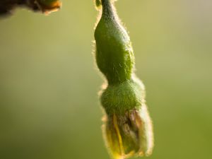 2018_04_21_stachelbeere3