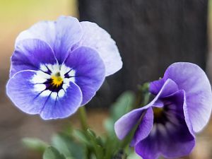 2018_04_21_stiefmütterchen
