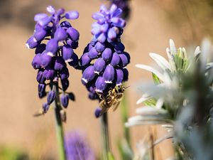 2018_04_21_wildbiene