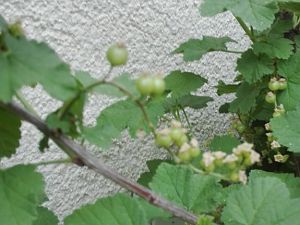 Diverses Garten Johannisbeeren