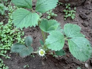 Diverses Garten Erdbeeren