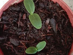 Diverses Garten Saladin F1 Hausgurke