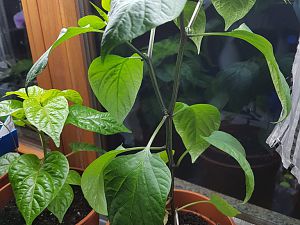 Jalapeno Summer Heat Status 45cm