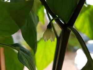 26.04.18 Jalapeno Summer Heat erste Blütenöffnung Seitenansicht