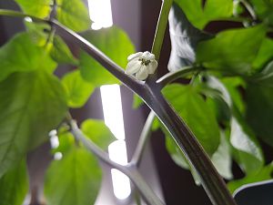 26.04.18 Jalapeno Summer Heat Nightbar Blüte