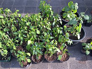 Erholte Umsturzopfer