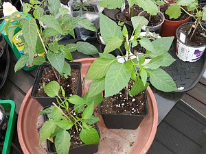 IMG-20180427-WA0013