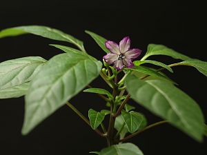 20180430-serrano-purple-HM6C1883