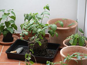 20180501-umtopfen-HM6C1928