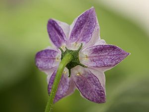 20180502-rocoto-p360-HM6C1935