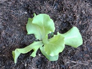 Sonstiges Garten/  Kopfsalat