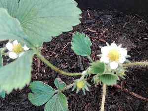 Sonstiges Garten / Erdbeeren