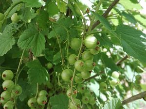 Sonstiges Garten / Johannisbeeren