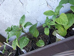 DSCF2157