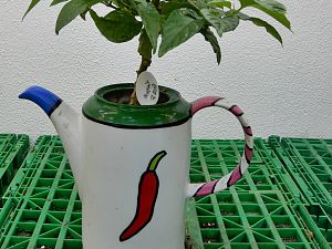 Bonchi Mai 2018 (1)