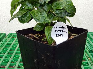 Bonchi Mai 2018 (3)