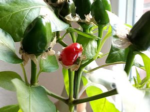 IMG-20180511-WA0000
