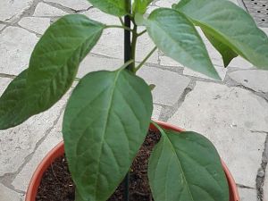 Unbekannte Anuum