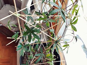 Passiflora in 3l