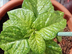 Trinidad Scorpion