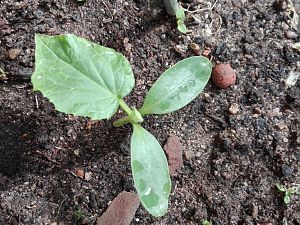 Sonstiges Garten / Hausgurke