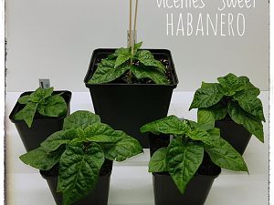 20180225_163415-01