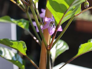 IMG_1094