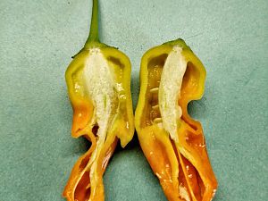 Aji Ahuachapan