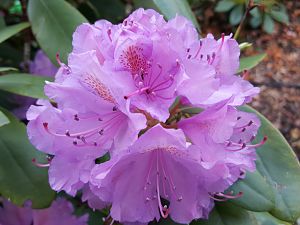 Garten 19.05.2018