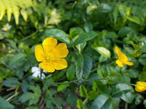 Garten 19.05.2018