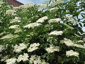 Sonstiges/Garten Holunder