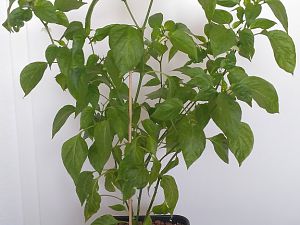IMG_20180521_091446