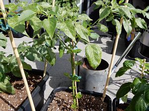 Aji Guyana
