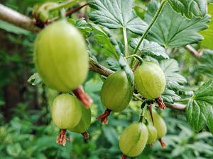 Stachelbeeren - Alter Busch