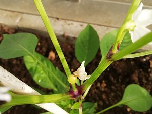 IMG_20180523_175734