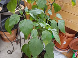 24.05.18 Jalapeno Summer Heat