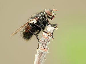 Fliege mit etwas Pollen