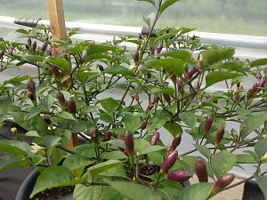 IMG_20180520_090500
