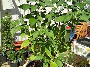 IMG_20180526_115550