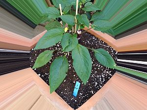 IMG_20180526_121300