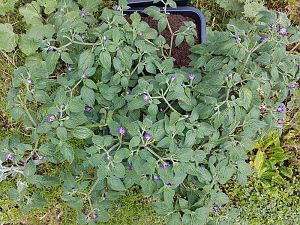 20180526_143216-klein