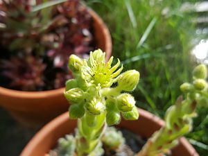 Sempervivum 26.05.18