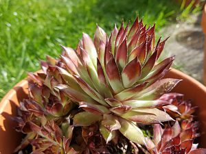 Sempervivum 26.05.18